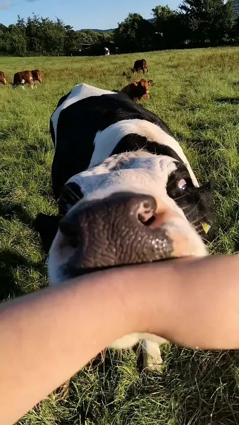 I can't pet Panda without her trying to eat me. She's very strange.