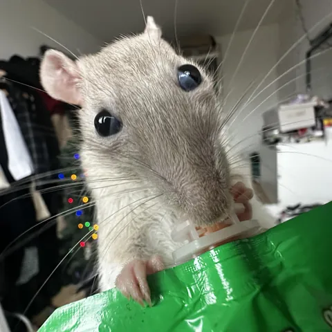 i love my rats but i love the 0.5 lens even more