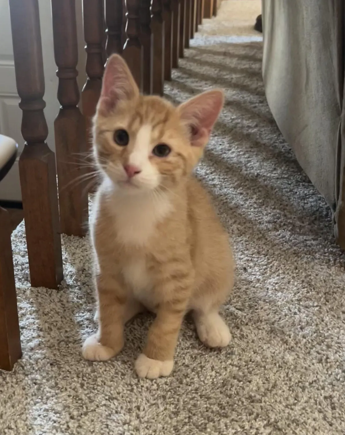 Adopted this sweet boy today! Kid named him Oscar