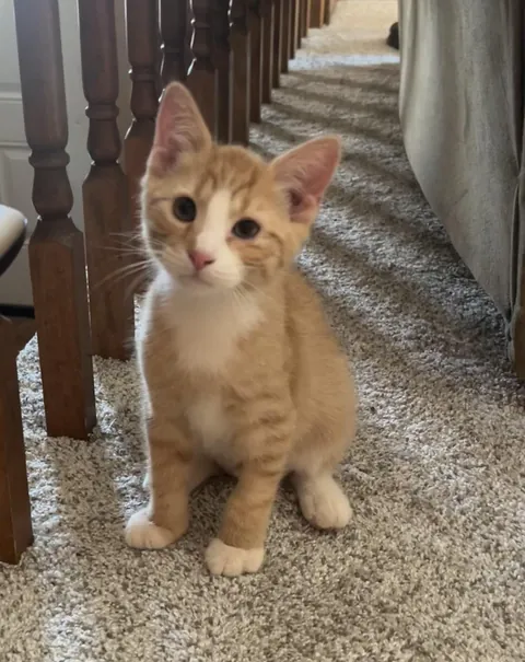 Adopted this sweet boy today! Kid named him Oscar