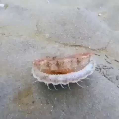 🔥 This is how scallops swim
