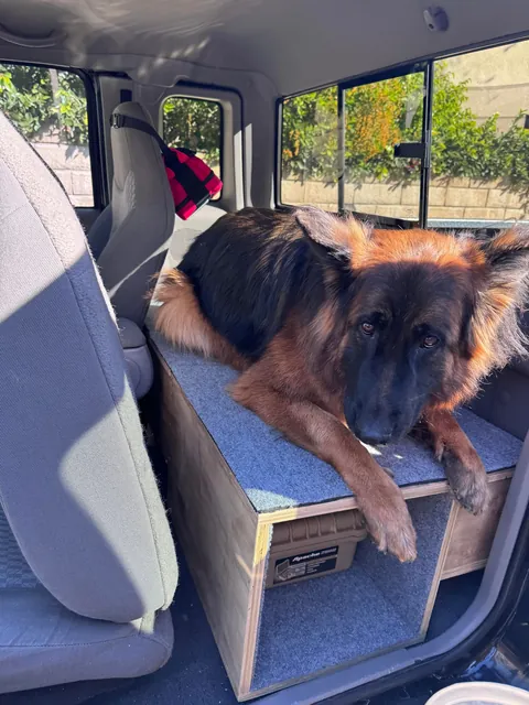 Update: as requested - the dog to complete the DIY truck box 