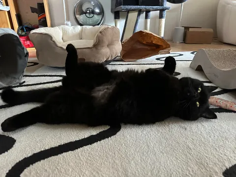 This little goober turned 4 years old today. He’s one of the most expressive cats I have seen.