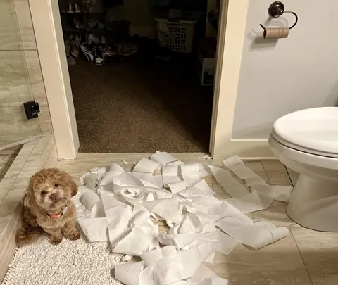 He’s a good boy, he swears!