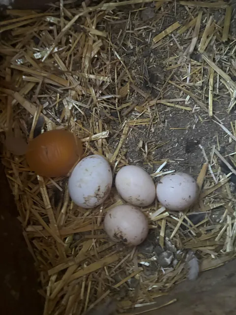 One of our chickens laid an egg with no shell.