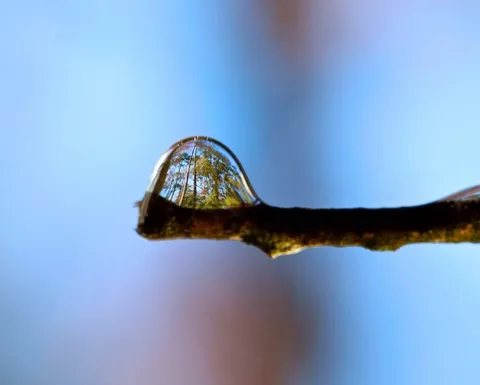 a forest perfectly refracted inside a single drop of water