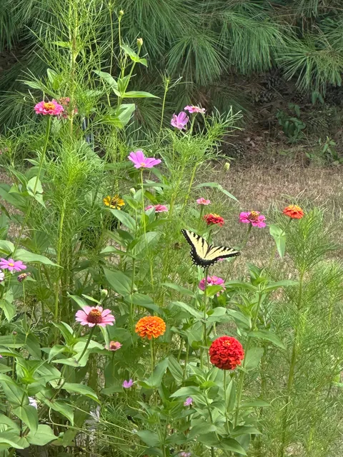 Accidental Butterfly Sanctuary