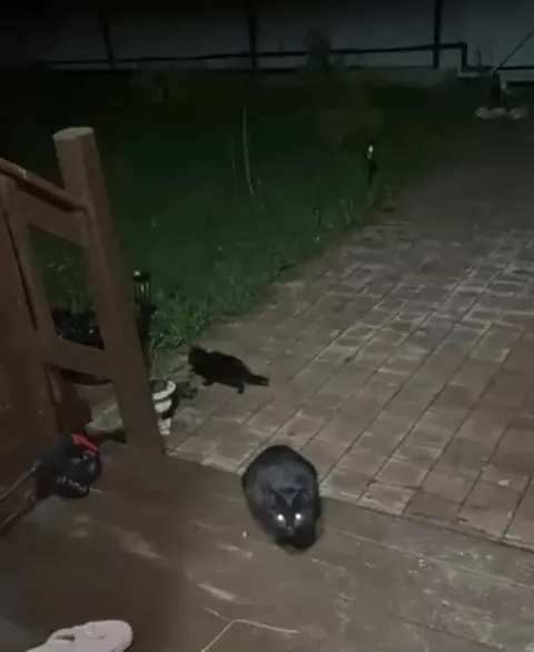 The stray cat that I feed brought her kitten to me, but he is very shy, I wanted to take him for myself.