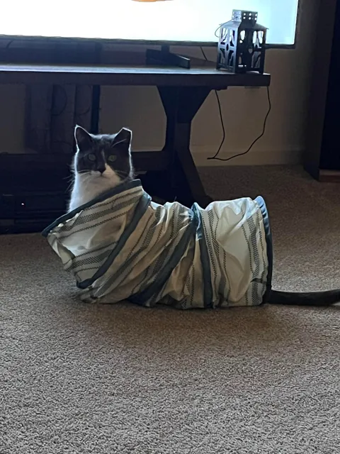 Every single night….