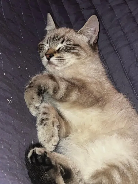 The way he sleeps is so cute!!