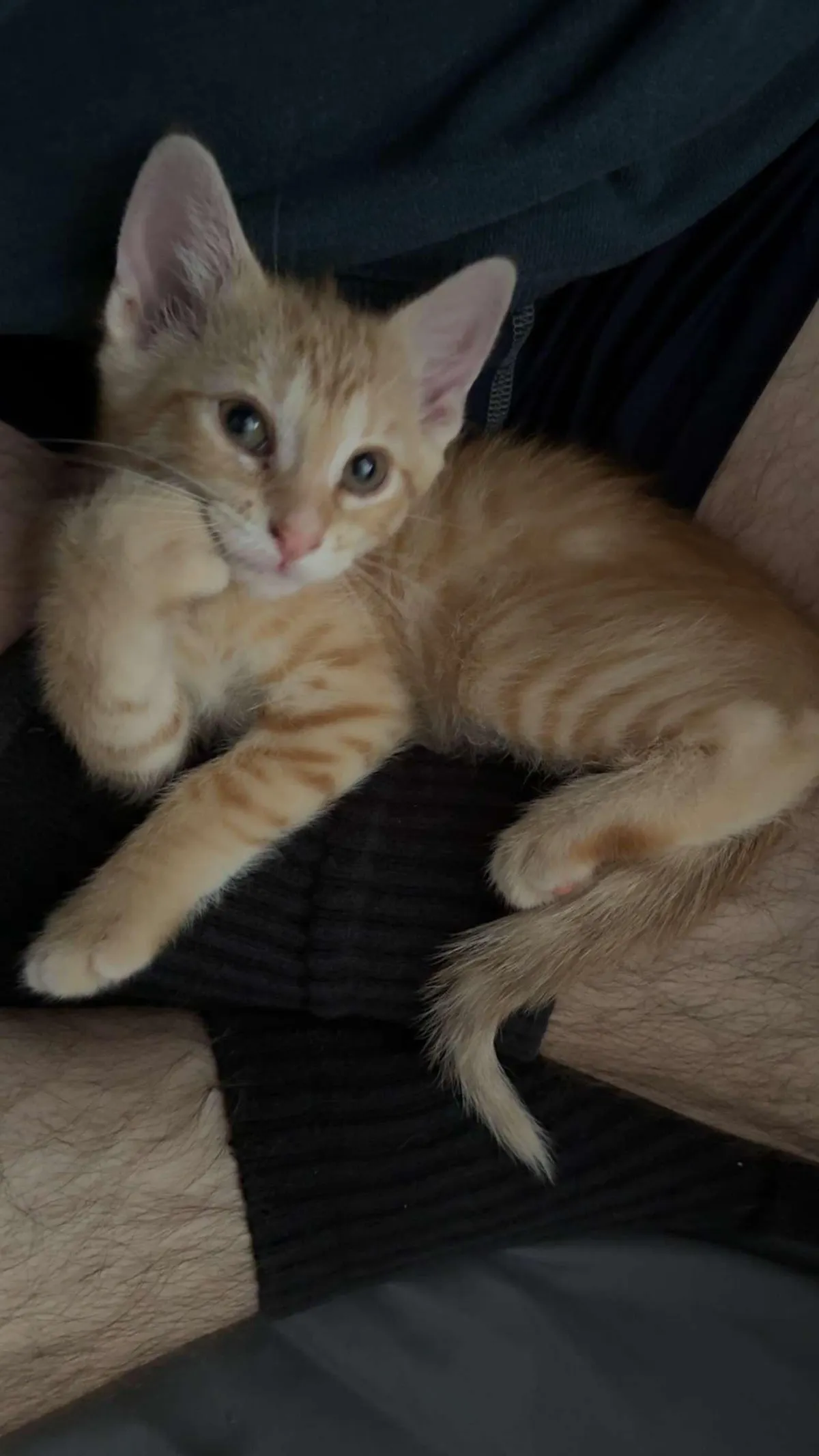 Freddy The Troublemaker