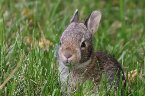 Baby bunny I met on a walk