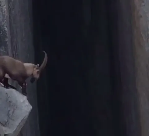 🔥 Mountain Goat Makes an Insane Leap Across a Cliff