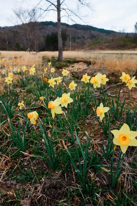 I planted 2000 bulbs this past winter and many are emerging.