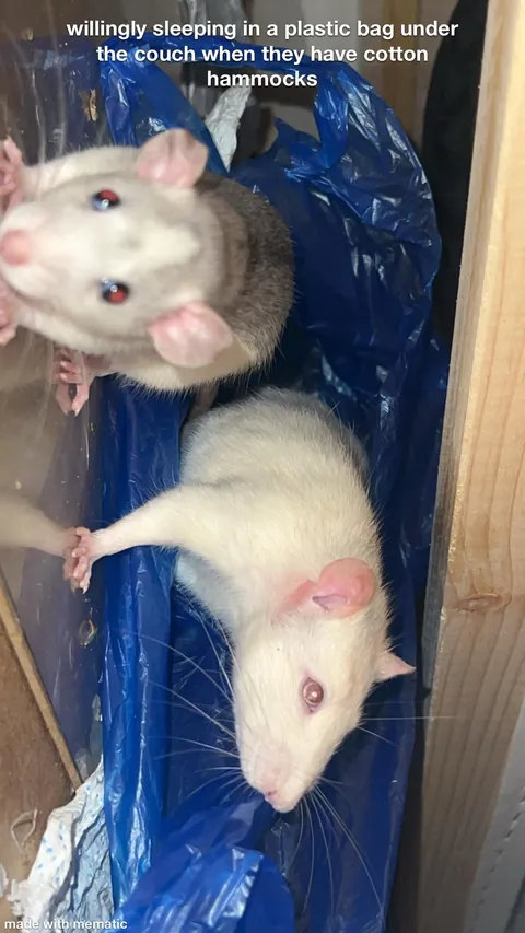 Crimes my rats committed this week