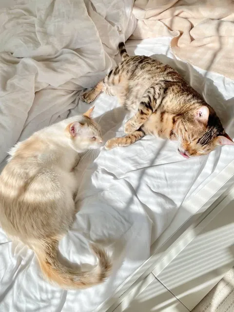 Sometimes i come home to my cat and my roommates cat hanging in my room