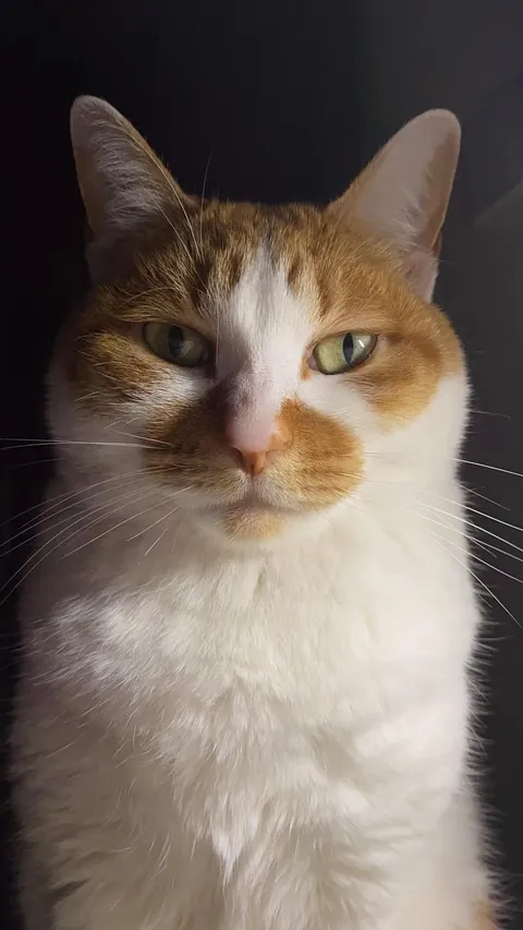 Meimei (10) will always be loved❤️
