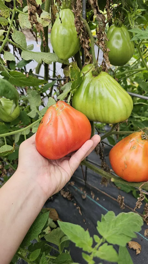 Can anyone help me ID this? It doesn't match any of the tomatos I planted