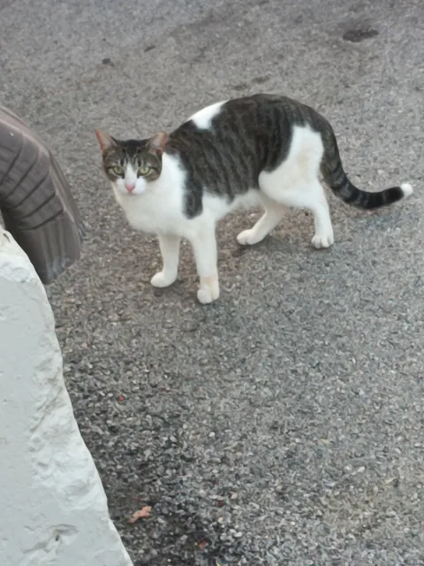 Brewery parking lot cat making sure people aren't drinking and driving. A very noble and important job. Am I allowed to pet the parking lot attendant?