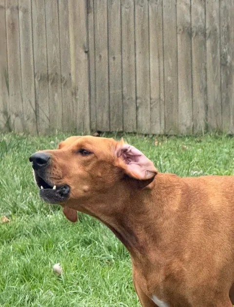 Bambi is getting so much love on her mystery 100% plott hound post so I’d thought I’d share a little more🥰