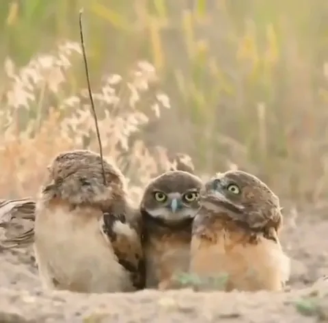 When your friend strolls up with a new accessory.