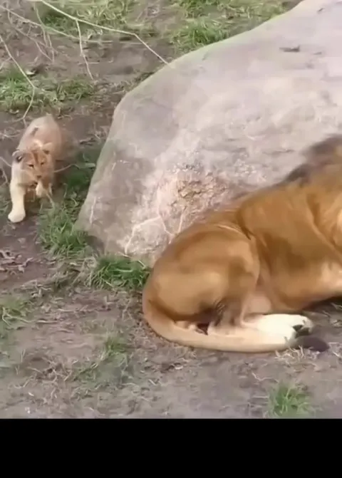 this cub scaring a lion