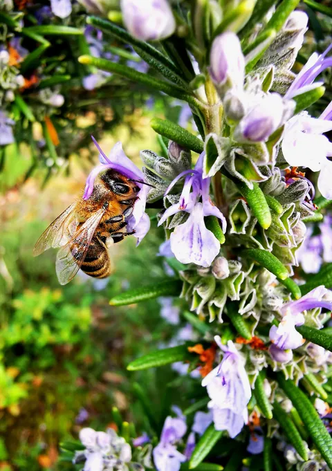 🔥Up close with a honeybee harvesting pollen on my rosemary!