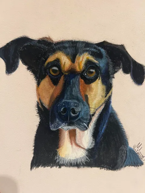 I drew my dog Felipe with pastels