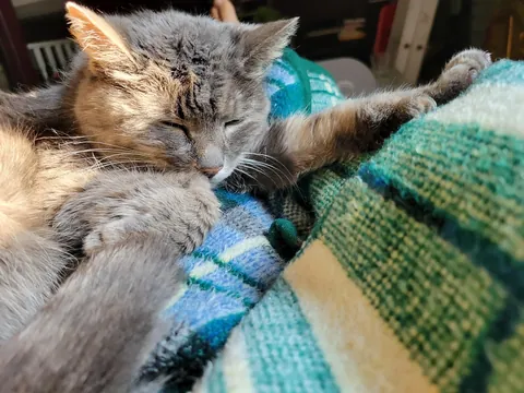 My 21 year old tiny girl enjoying a lazy Sunday