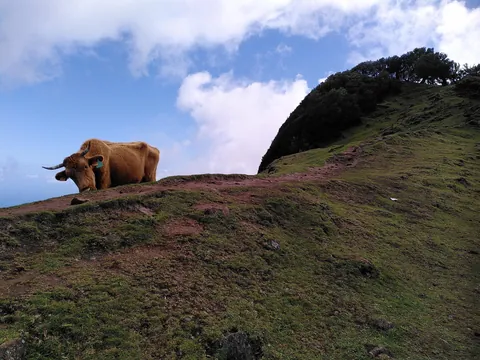 Madeira is a paradise for nature lovers. Five days on the island in pictures.