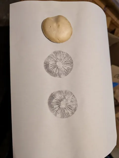 My son put a mushroom cap on some paper
