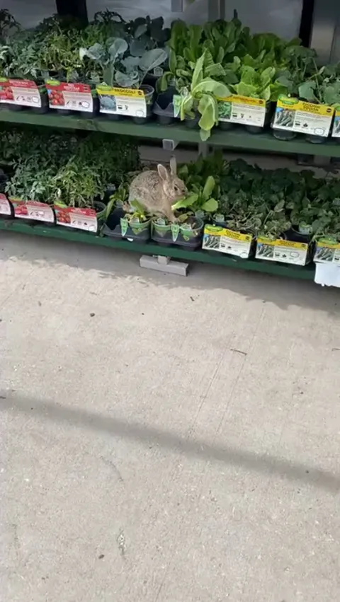 Just A Rabbit At Walmart