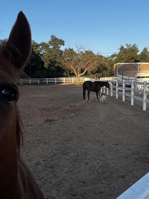 Done took in an abandoned single goat and three months later he thinks he a horse