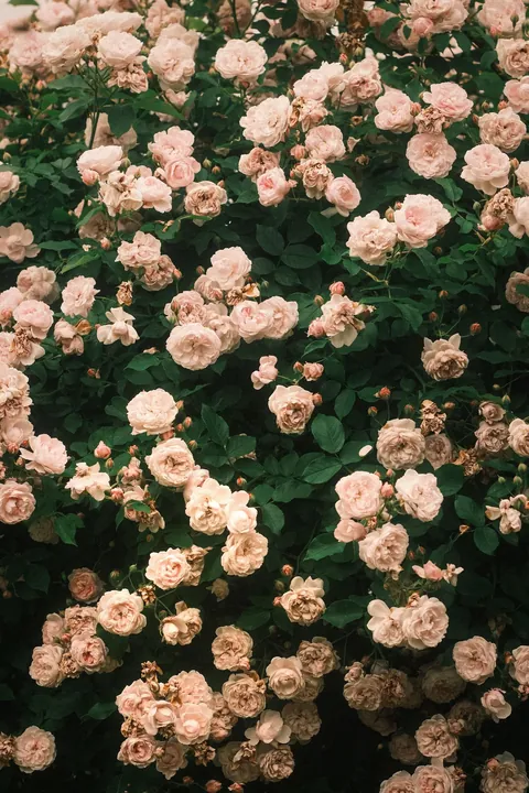 Rose Season in New England 🥀🌹