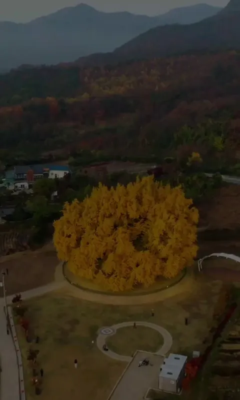 🔥this giant Gingko tree in Bangye-ri is nearly 800 years old