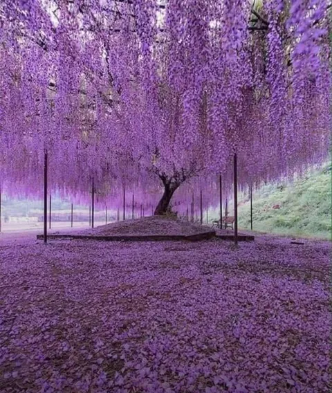 200 year-old Wisteria in Japan