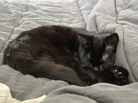 Life is hard when you’re a house cat.