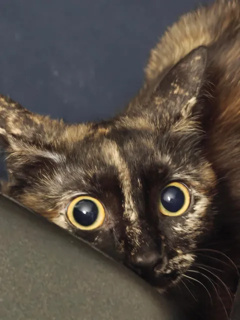 Luna's funny expressions (funniest one at the end) 😺