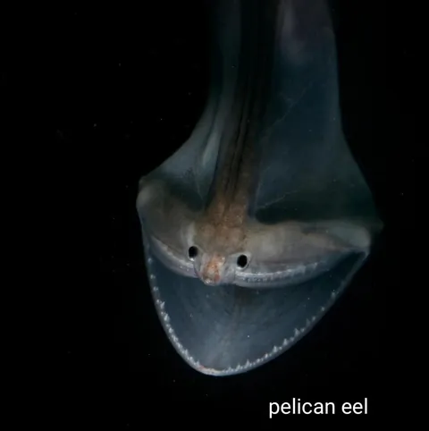 A compilation of animals whose mouths are absolutely terrifying on the inside