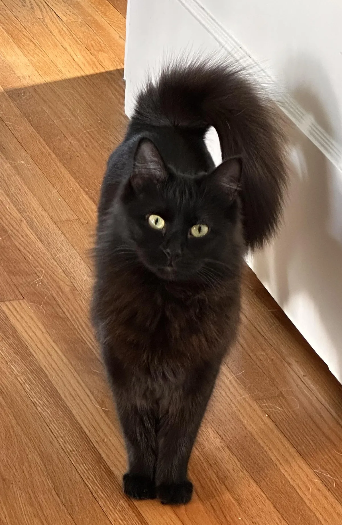 Rescued Waste Management Cat