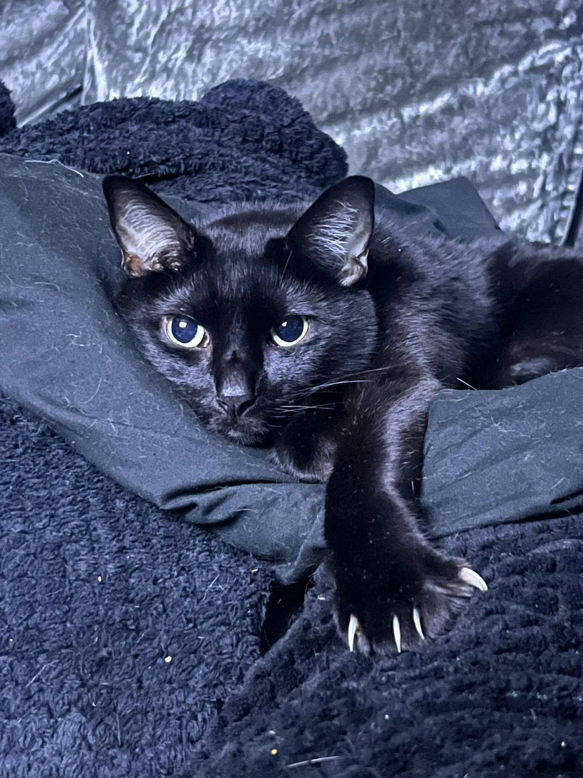My wife took a picture of our mini panther