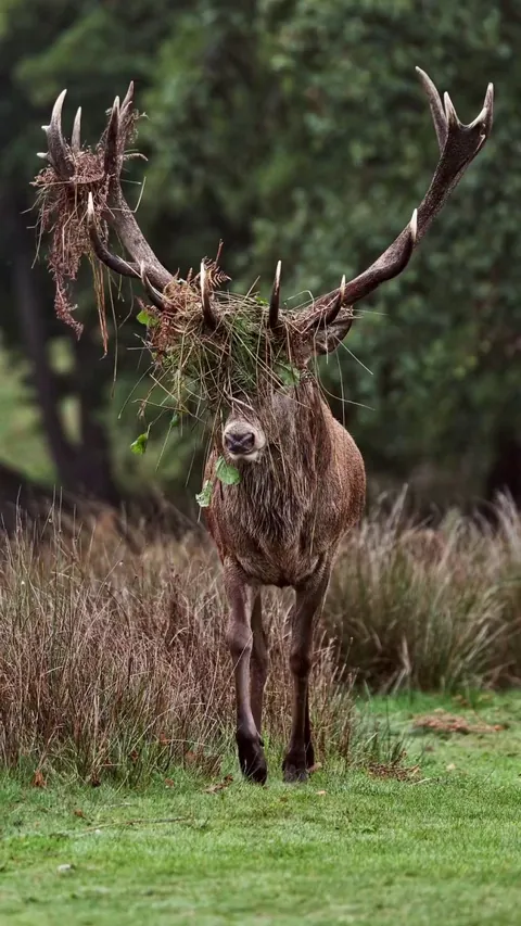 🔥Red deer stag with ferns in his antlers [OC]