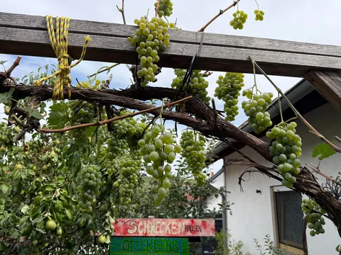 Year of the grapes 🍇
