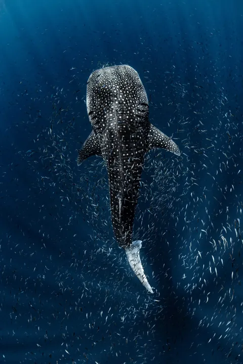 🔥14 finalists and winners of the 2025 Ocean Photographer of the Year awards