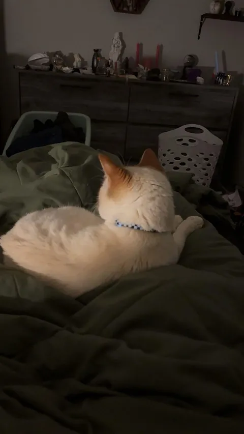 I just had top surgery :) and these two won’t leave my side