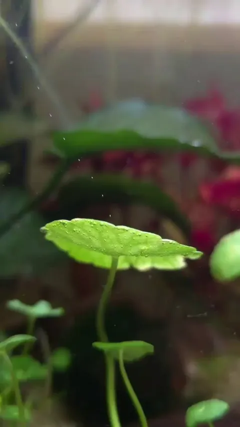Aquatic plant producing oxygen