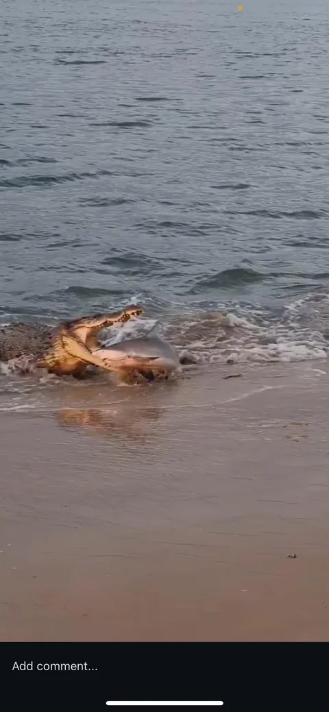 Saltwater croc attempts to eat a shark