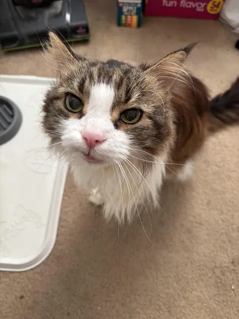 My BIL was recently in the process of moving so we got to watch this absolute sweetheart, Missy, for a few weeks. She’s 18, diabetic, and sassy as hell
