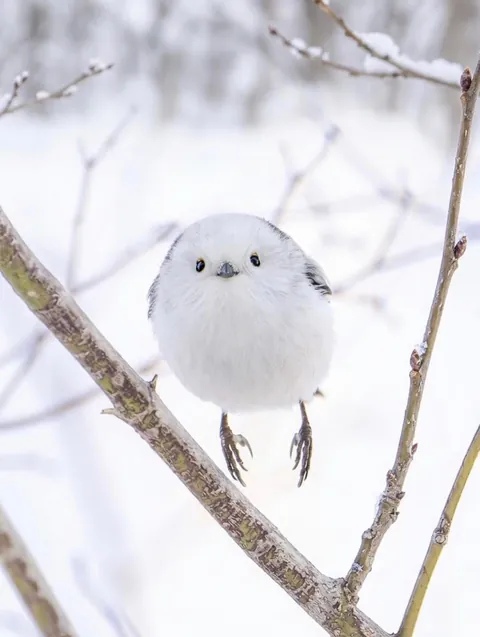 🔥Is the Long-Tailed Tit the Cutest Bird There Ever Was?