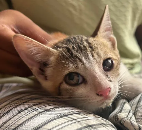 Look who i found hiding under my car